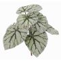 Begonia rex artificiale KATRICE su stelo, verde-grigio, 25cm