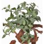 Fittonia artificiale NIKLAUS, stelo, difficilmente infiammabile, verde-bianco, 30cm