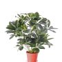 Schefflera artificiale LUKAS in vaso decorativo, verde, 55cm
