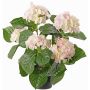 Ortensia artificiale TEMARI, bianco-rosa, 40cm, Ø10-12cm