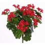 Geranio artificiale BERENIKE su stelo, zona trasversale, rosso, 40cm, Ø5-8cm