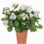 Geranio artificiale BERENIKE su stelo, zona trasversale, bianco, 40cm, Ø5-8cm