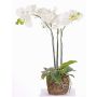 Orchidea phalaenopsis artificiale MARGIT con terriccio, bianco, 65cm