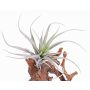 Tillandsia stricta finta ADELE su stelo, verde-grigio, 25cm, Ø20cm