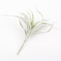Tillandsia stricta finta ADELE su stelo, verde-grigio, 25cm, Ø20cm