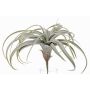 Tillandsia cites finta ANELIA su stelo, verde-grigio, 30cm