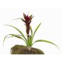 Guzmania artificiale ANELY con fiori, su stelo, rosso, 40cm