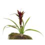 Guzmania artificiale ANELY con fiori, su stelo, rosso, 40cm