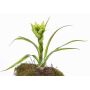 Guzmania artificiale ANELY con fiori, su stelo, verde, 40cm
