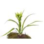 Guzmania artificiale ANELY con fiori, su stelo, verde, 40cm