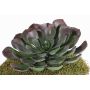 Aeonium artificiale BARBARA su stelo, rosso-verde, 15cm, Ø25cm