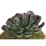 Aeonium artificiale BARBARA su stelo, rosso-verde, 15cm, Ø25cm