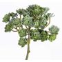 Echeveria artificiale BLAIR su stelo, verde, 20cm, Ø10cm