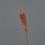 Bulbinella artificiale TALUNA, marrone-arancione, 65cm, Ø6cm