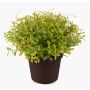Crescione dei giardini di plastica YANIS, verde, 13cm