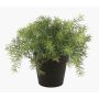Asparagus sprengeri di plastica YANIS, 15cm
