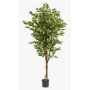 Ficus benjamina artificiale BARTOLO, tronco vero, verde, 170cm