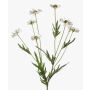 Margherita artificiale LASAI, crema, 75cm