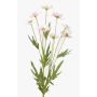 Margherita artificiale LASAI, rosa, 75cm