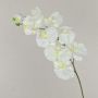Ramo di orchidee phalaenopsis di plastica ANAT, crema, 100cm