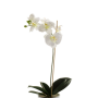 Orchidea phalaenopsis artificiale ISIS, su stelo, bianco, 60cm