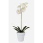 Orchidea phalaenopsis artificiale ISIS, vaso in ceramica, bianco, 55cm