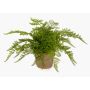 Felce femmina artificiale MELLEA in vaso di terracotta, verde, 25cm