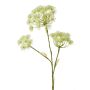 Heracleum artificiale EVERALDO, bianco, 105cm