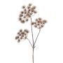 Pianta artificiale di heracleum BELMIRO, marrone, 100cm