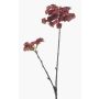 Ramo d'echeveria artificiale KALUPA, rosso bordeaux, 50cm