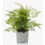 Felce di capelvenere in plastica SANTINA in vaso di cemento, verde, 30cm