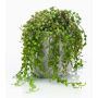 Pianta artificiale di senecio PIURA in vaso di cemento, verde, 15cm