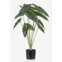 Alocasia sanderiana artificiale FIORELLA, verde, 80cm