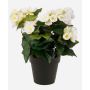 Begonia artificiale DOBRADA, crema, 30cm