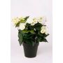 Begonia artificiale DOBRADA, crema, 30cm