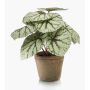 Begonia rex artificiale MEIRA in vaso di terracotta, verde-grigio, 25cm