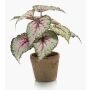 Begonia rex artificiale MEIRA in vaso di terracotta, verde-rosa, 25cm