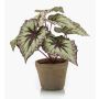 Begonia rex artificiale MEIRA in vaso di terracotta, verde-viola, 25cm