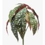 Begonia maculata artificiale ELISEIA su stelo, verde-bianco, 30cm