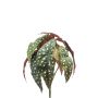 Begonia maculata artificiale ELISEIA su stelo, verde-bianco, 30cm