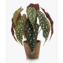 Begonia maculata artificiale ELISEIA, vaso di terracotta, verde-bianco, 30cm