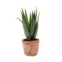 Aloe variegata artificiale MARTINEZ in vaso di terracotta, verde, 20cm, Ø17cm