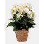 Begonia artificiale DOBRADA in vaso di terracotta, crema, 25cm