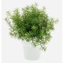 Asparagus sprengeri artificiale JOSHUA in vaso di ceramica, 20cm, Ø17cm