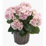 Ortensia artificiale JONE in cestino, rosa, 45cm