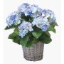 Ortensia artificiale JONE in cestino, blu, 45cm