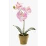 Orchidea phalaenopsis artificiale SETH in vaso decorativo, rosa, 25cm