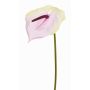 Anturio artificiale MOIRA, crema-rosa, 75cm, 13x18cm