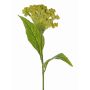 Cresta di gallo artificiale ANUBIS, verde-giallo, 60cm, Ø14cm
