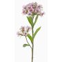 Garofano del poeta artificiale ARCHIE, crema-fucsia, 60cm, Ø8-14cm